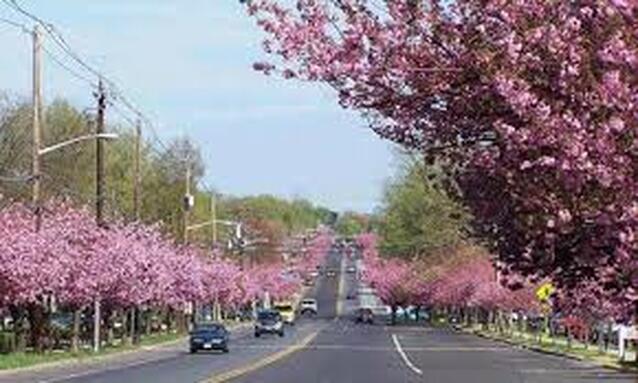 Rows of Cherry Trees lining a road in Cherry Hill, NJ
